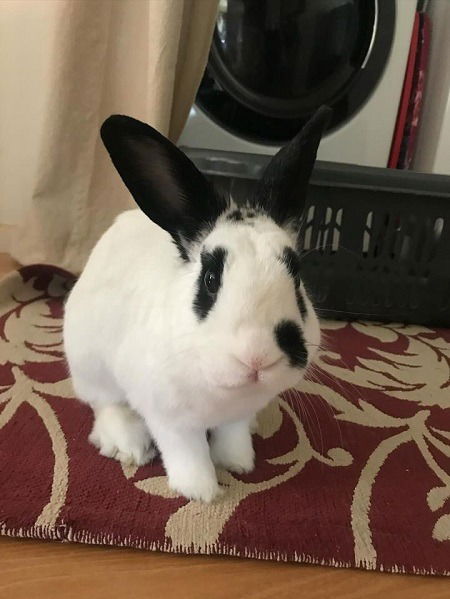 adoptable Rabbit in Scotts Valley, CA named Peter