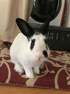 adoptable Rabbit in  named Peter