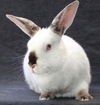 adoptable Rabbit in  named Paravati