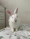 adoptable Rabbit in Scotts Valley, CA named Sabrina