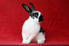 adoptable Rabbit in  named Aspen