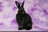 adoptable Rabbit in  named Rori