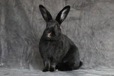 RORI - Bunny Rabbit available for adoption