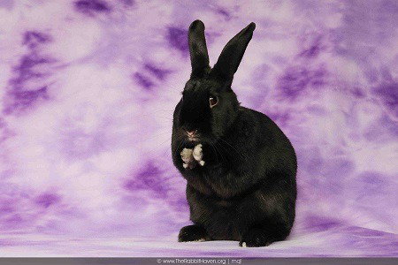 RORI - Bunny Rabbit available for adoption