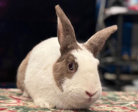adoptable Rabbit in Scotts Valley, CA named Natalia