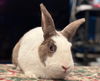 adoptable Rabbit in  named Natalia