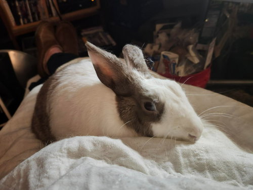 NATALIA - Dutch available for adoption