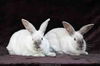 adoptable Rabbit in  named Remy & Tatum (bonded pair)
