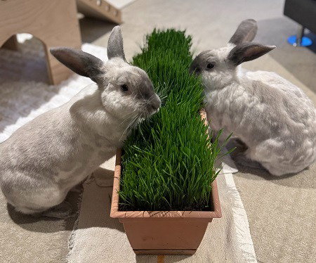 REMY & TATUM (BONDED PAIR) - Bunny Rabbit available for adoption