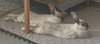 Remy & Tatum (bonded pair) - Photo 2
