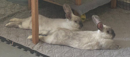 REMY & TATUM (BONDED PAIR) - Bunny Rabbit available for adoption
