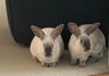 Remy & Tatum (bonded pair) - Photo 3