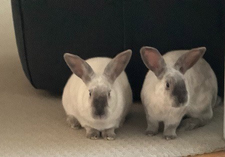Photo 3 of Remy & Tatum (bonded pair)