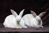 Remy & Tatum (bonded pair) - Photo 4
