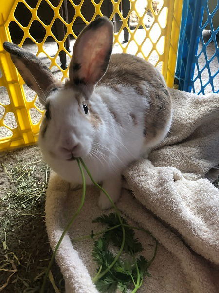 adoptable Rabbit in Scotts Valley, CA named Valerie
