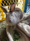 adoptable Rabbit in  named Valerie