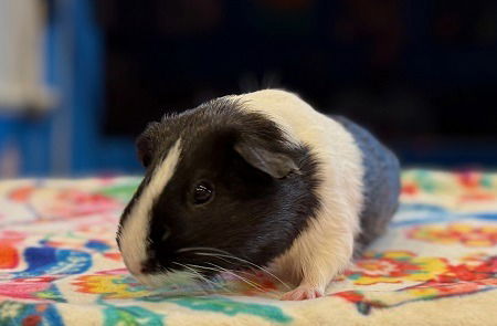 adoptable Guinea Pig in Scotts Valley, CA named Summer