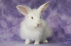 adoptable Rabbit in  named Leia