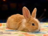 adoptable Rabbit in  named Sunny