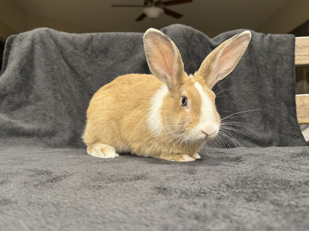 adoptable Rabbit in Scotts Valley, CA named Sunny