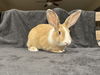 adoptable Rabbit in  named Sunny