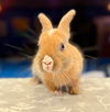adoptable Rabbit in  named Alpaca