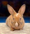 adoptable Rabbit in  named Harriet Potter