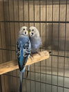 adoptable Bird in  named Skye & Azur