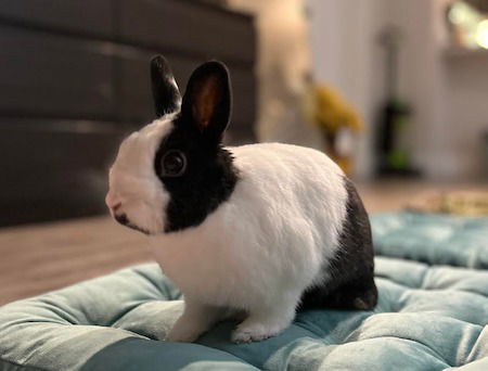 adoptable Rabbit in Scotts Valley, CA named Bugsy