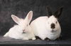 adoptable Rabbit in  named Sugar & Wrigley (bonded pair)
