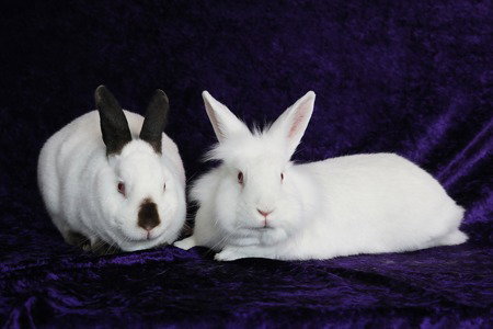 Sugar & Wrigley (bonded pair) Image