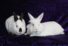 Sugar & Wrigley (bonded pair) - Photo 1