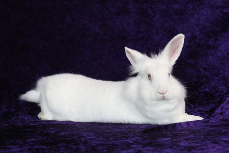SUGAR & WRIGLEY (BONDED PAIR) - Californian available for adoption