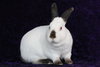 Sugar & Wrigley (bonded pair) - Photo 3