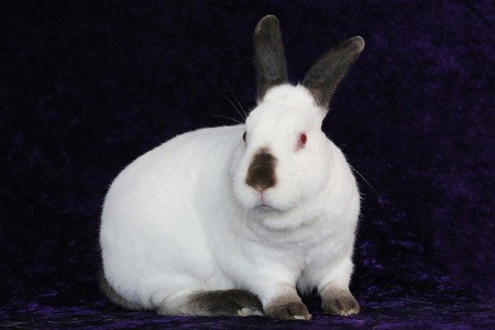 Photo 3 of Sugar & Wrigley (bonded pair)