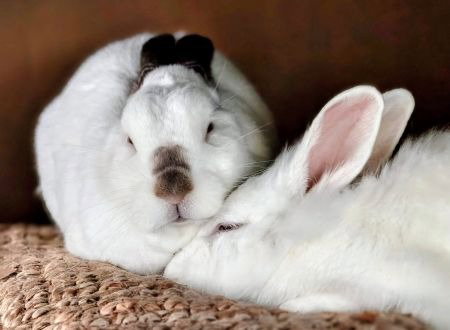 Sugar & Wrigley (bonded pair)