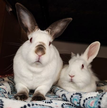 Sugar & Wrigley (bonded pair), photo 2