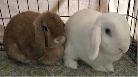 adoptable Rabbit in Scotts Valley, CA named Tinkerbelle & Nibs (bonded pair)