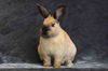 adoptable Rabbit in  named Kate Moss