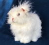 adoptable Rabbit in Scotts Valley, CA named Mieko