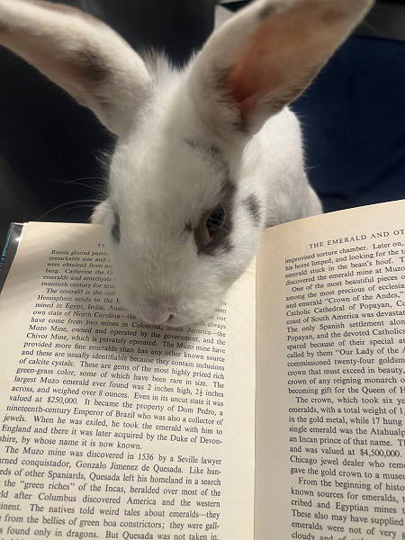 adoptable Rabbit in Scotts Valley, CA named Miss Marvel