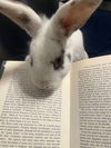 adoptable Rabbit in  named Miss Marvel