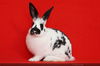 adoptable Rabbit in  named Birdie