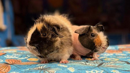 adoptable Guinea Pig in Scotts Valley, CA named Tiny & Harry