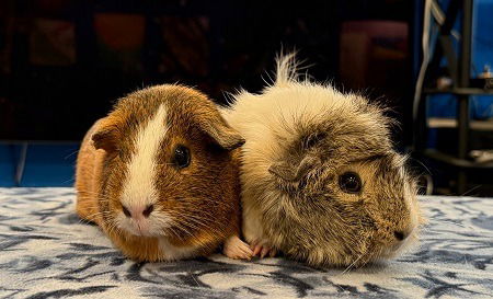 adoptable Guinea Pig in Scotts Valley, CA named Henny & Ava