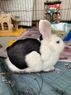 adoptable Rabbit in  named Beaucoup