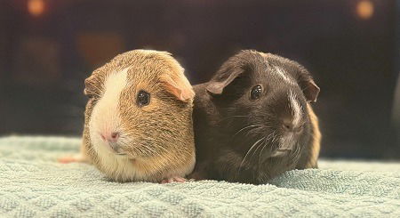 adoptable Guinea Pig in Scotts Valley, CA named Honeybun & Franni