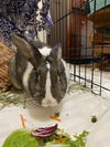 adoptable Rabbit in  named Bree