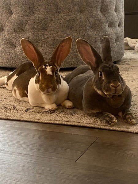 adoptable Rabbit in Scotts Valley, CA named Snowball (aka Anne) & Agnes (bonded pair)