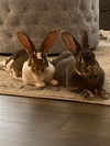 adoptable Rabbit in  named Snowball (aka Anne) & Agnes (bonded pair)